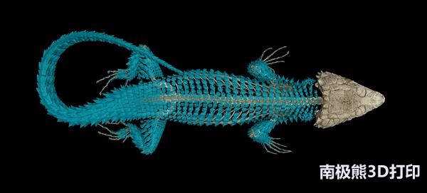 人体脊椎3d解剖图全解,人体脊椎骨骼分布3d图
