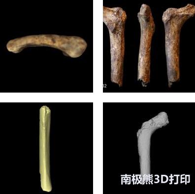 人体脊椎3d解剖图全解,人体脊椎骨骼分布3d图