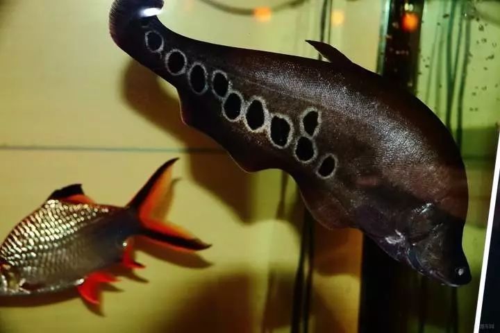 关于混养塘,最简单的混养方法