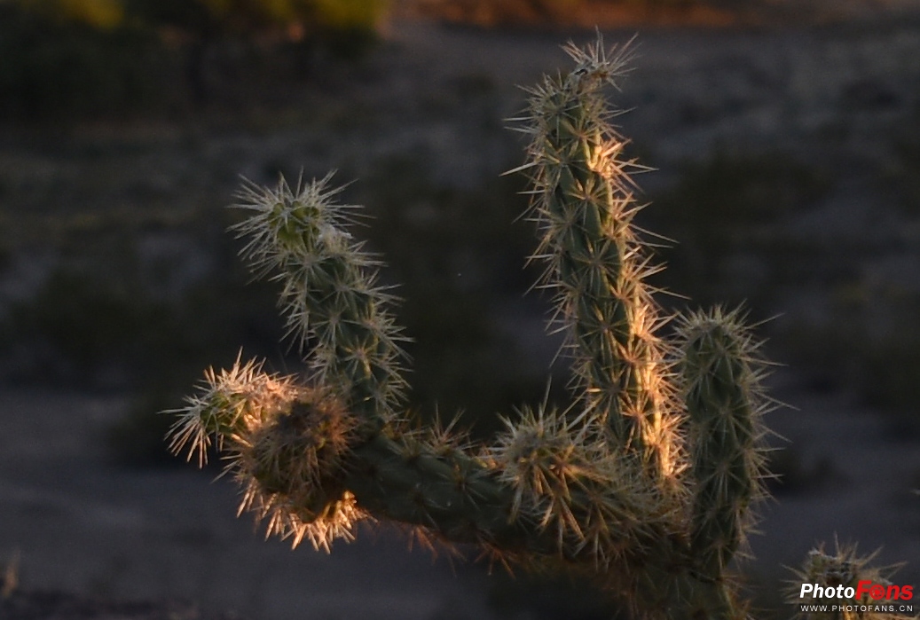 腾龙超长焦变焦镜头50-400mm,腾龙sp24-70mmf2.8