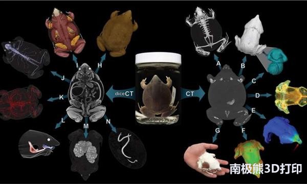 人体脊椎3d解剖图全解,人体脊椎骨骼分布3d图