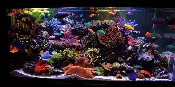 大型海缸欣赏,海缸有什么可玩的