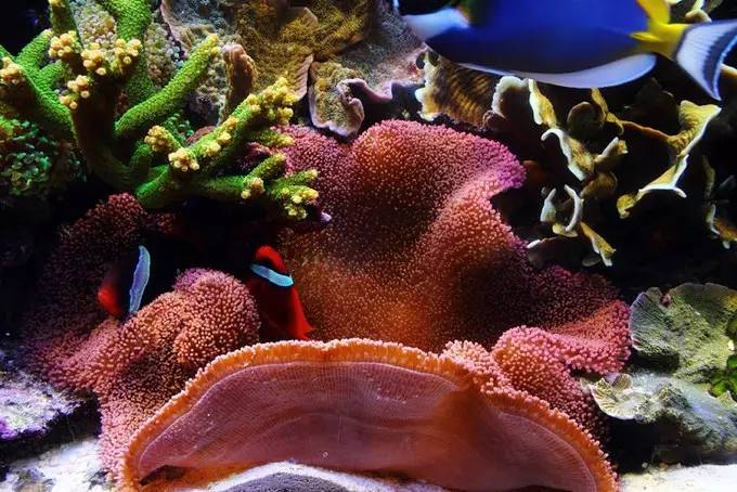 大型海缸欣赏,海缸有什么可玩的