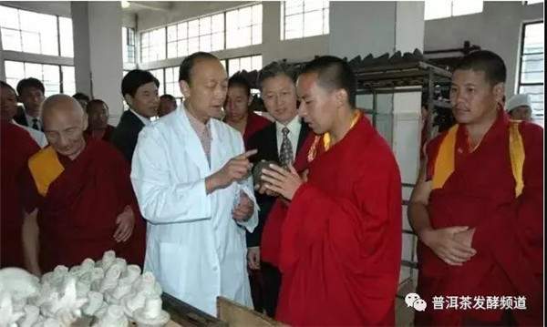 普洱熟茶是普洱茶的未来趋势吗,普洱熟茶到欧洲为啥被退回来