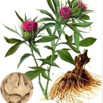 种植什么药材简单易操作好赚钱,农村药材种植什么最赚钱