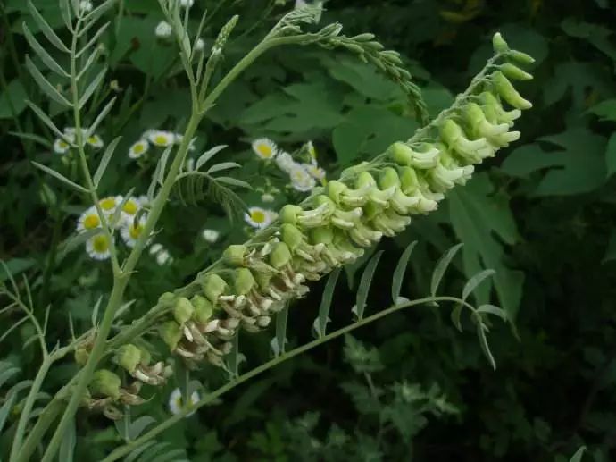 种植什么药材简单易操作好赚钱,农村药材种植什么最赚钱