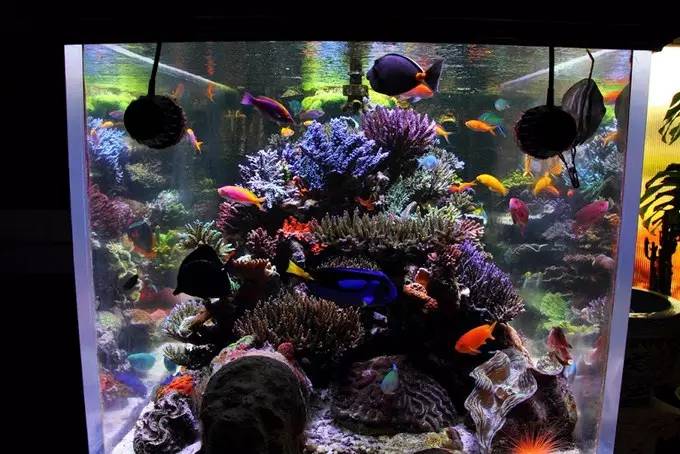 大型海缸欣赏,海缸有什么可玩的