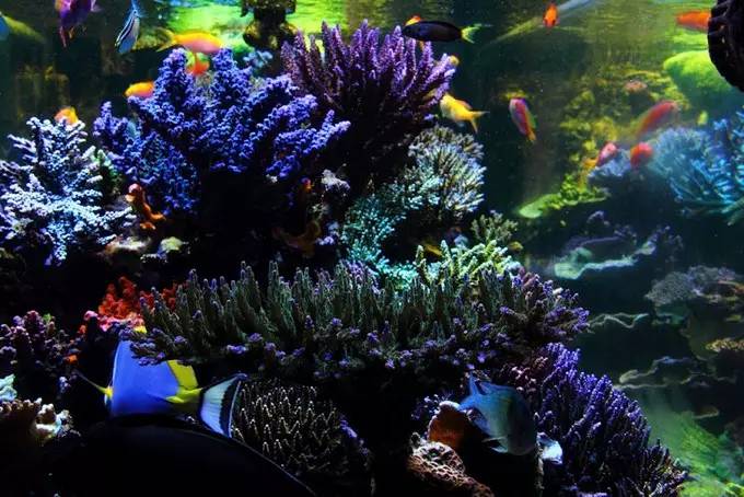 大型海缸欣赏,海缸有什么可玩的