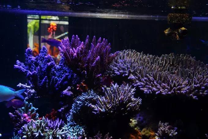 大型海缸欣赏,海缸有什么可玩的