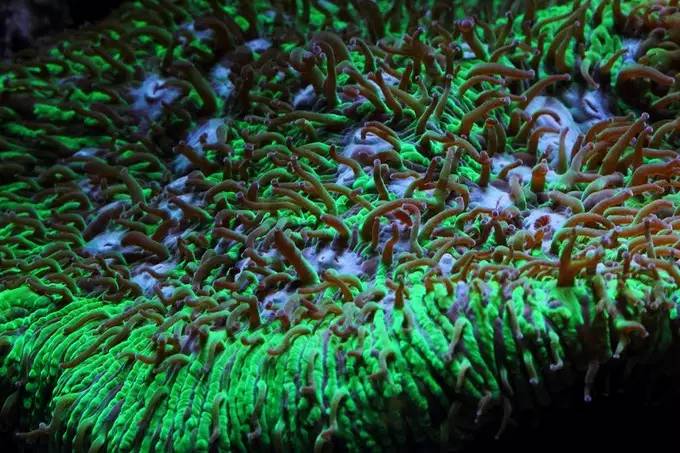 大型海缸欣赏,海缸有什么可玩的