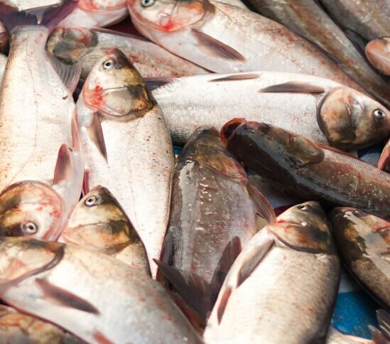 狗补钙注意事项,口服补钙的注意事项