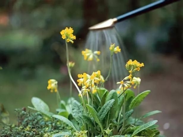 花园里的花怎么种植,花园里如何种花更容易活