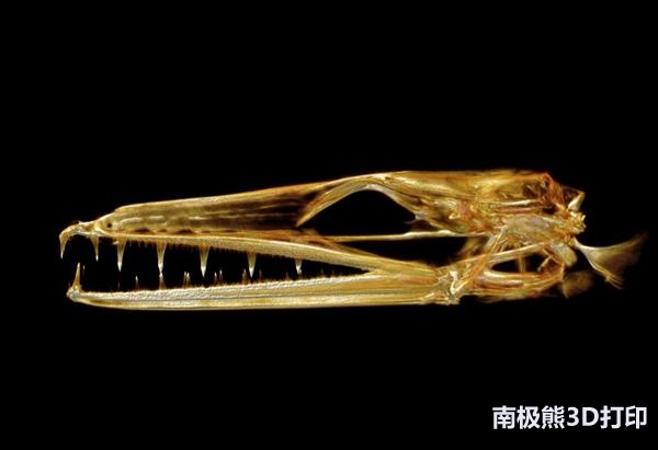 人体脊椎3d解剖图全解,人体脊椎骨骼分布3d图