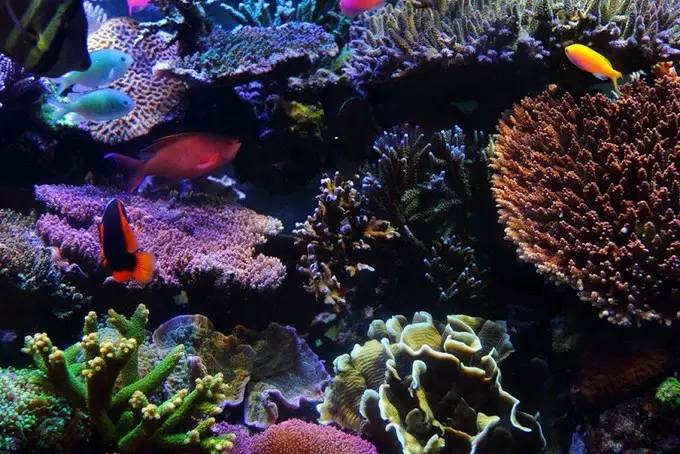 大型海缸欣赏,海缸有什么可玩的