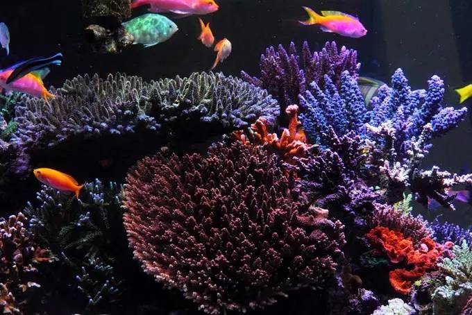 大型海缸欣赏,海缸有什么可玩的