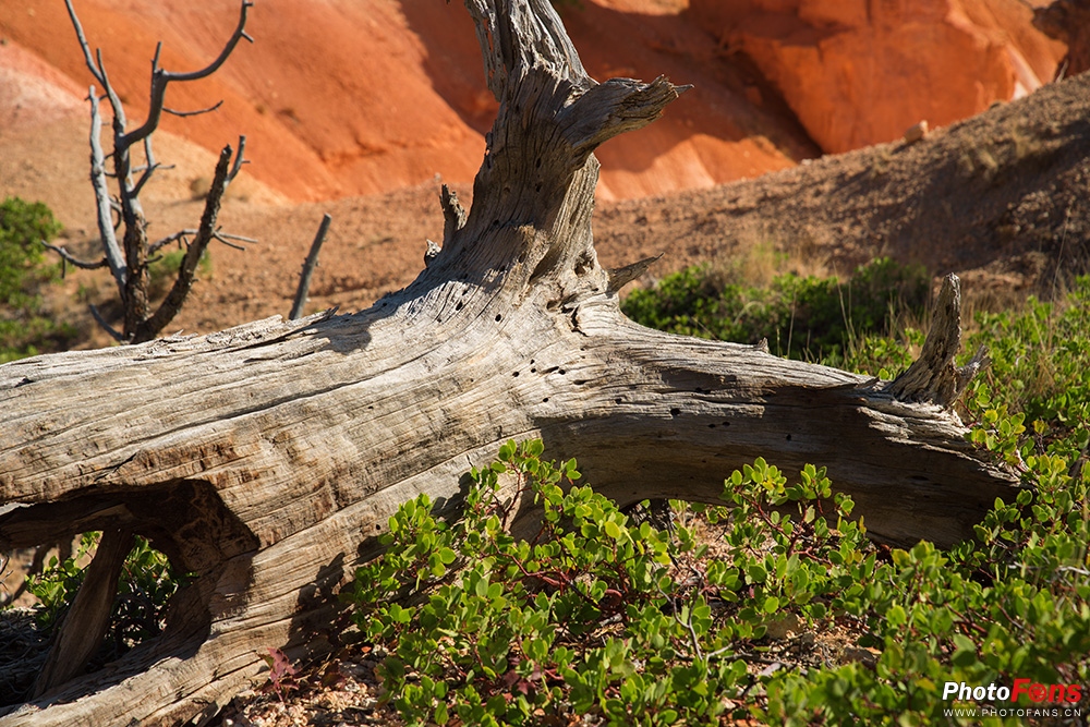 腾龙超长焦变焦镜头50-400mm,腾龙sp24-70mmf2.8