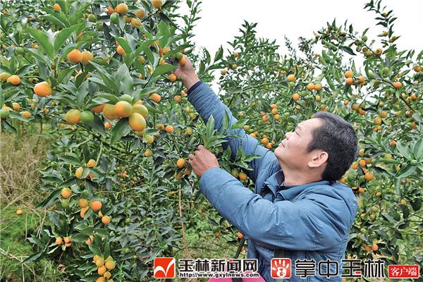 关于加快建设创新型广西的举措,广西首批自由贸易试验区