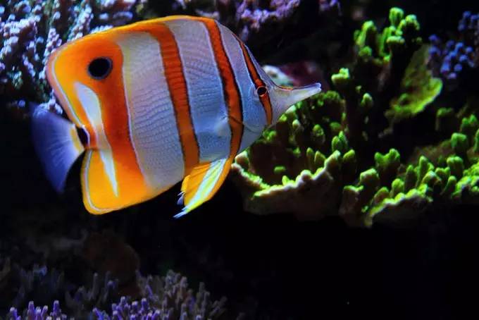 大型海缸欣赏,海缸有什么可玩的