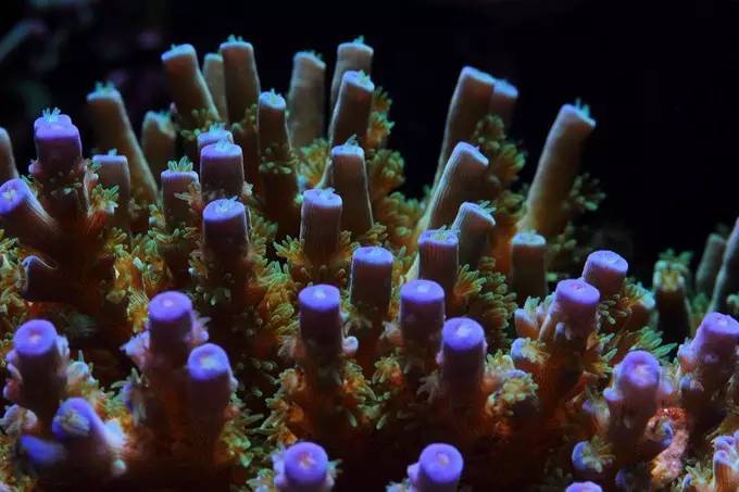 大型海缸欣赏,海缸有什么可玩的