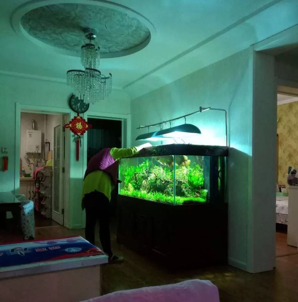 龙缸养草的正确方法,龙缸养水