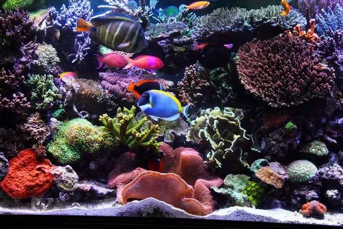 大型海缸欣赏,海缸有什么可玩的