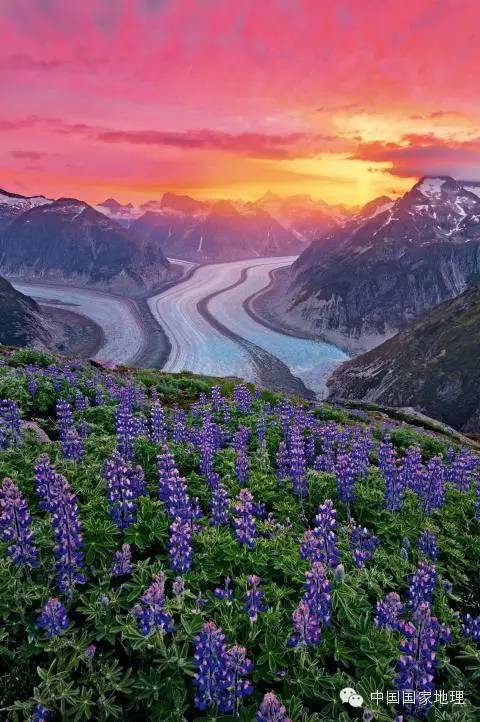 鲁冰花的故事,鲁冰花背后的故事