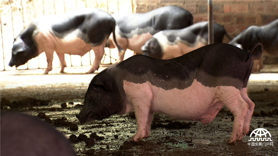 致富经:爱冲动小伙的财富逆袭