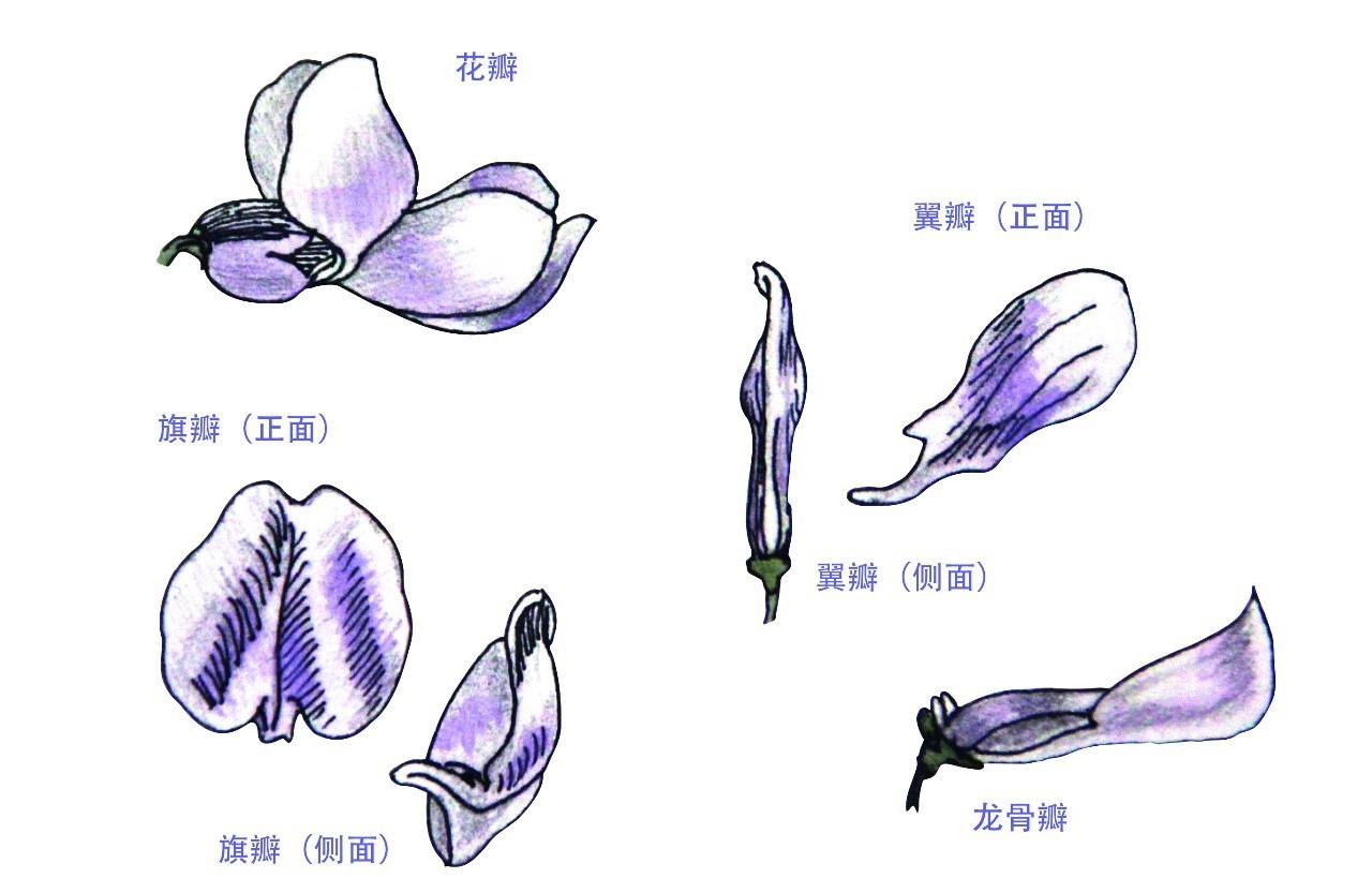 鲁冰花的故事,鲁冰花背后的故事