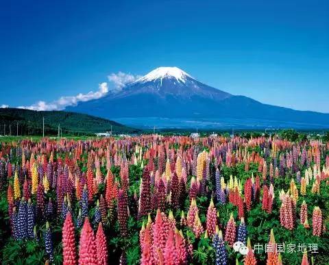 鲁冰花的故事,鲁冰花背后的故事