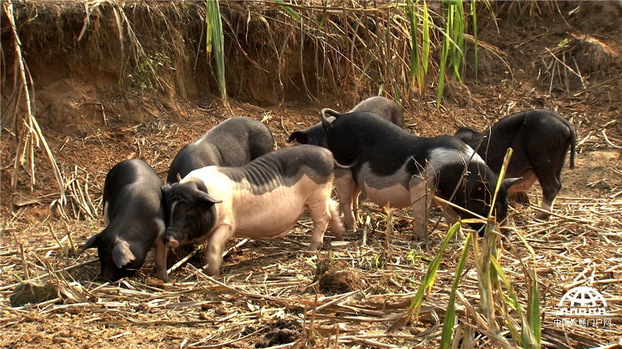 致富经:爱冲动小伙的财富逆袭