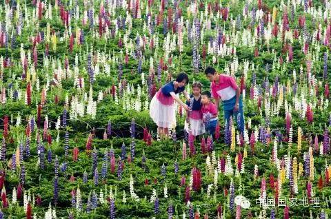 鲁冰花的故事,鲁冰花背后的故事