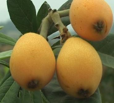 巧吃食物治百病顺口溜,巧吃水果