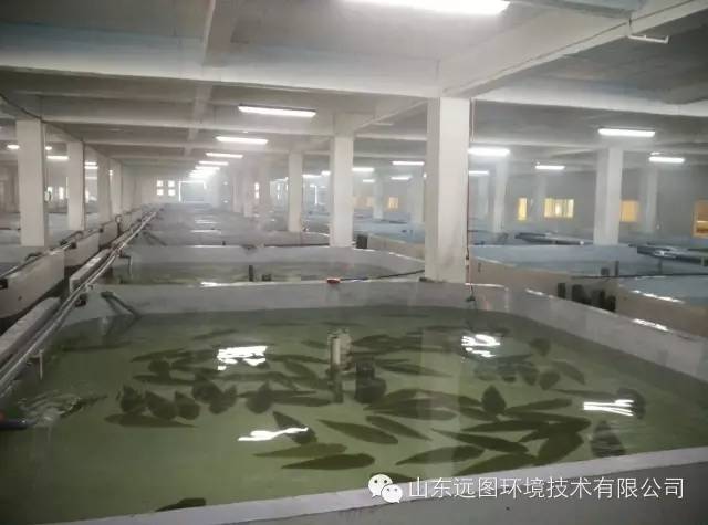 最新循环水养殖,循环水养殖系统图片大全集
