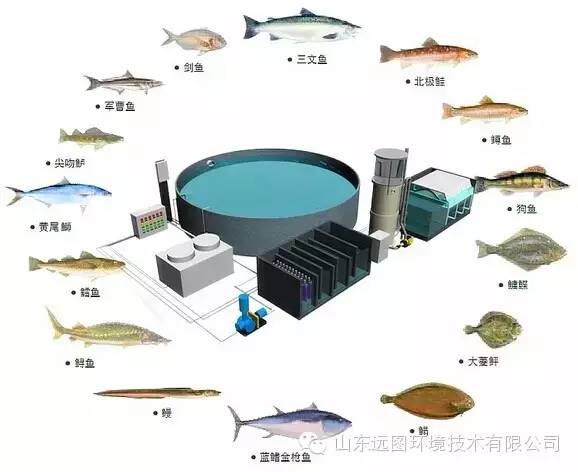 最新循环水养殖,循环水养殖系统图片大全集