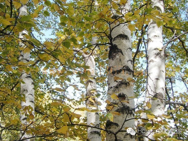 萌斯兰生存指南7：地摊的生存指南还是留着天堂看吧，靠谱的办法还要看这个！