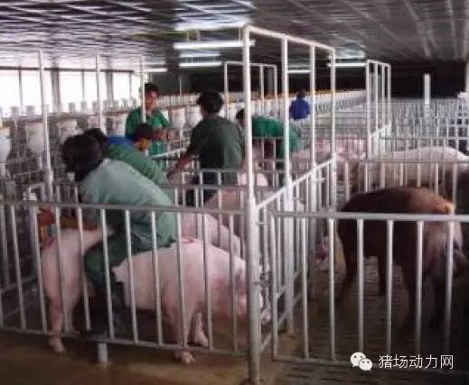 猪场分娩舍的管理要点,猪场分娩舍有哪些重点