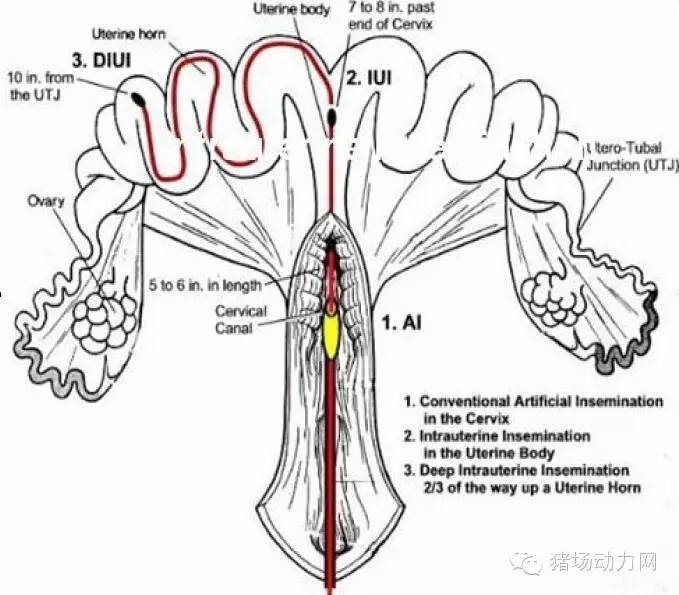 猪场分娩舍的管理要点,猪场分娩舍有哪些重点