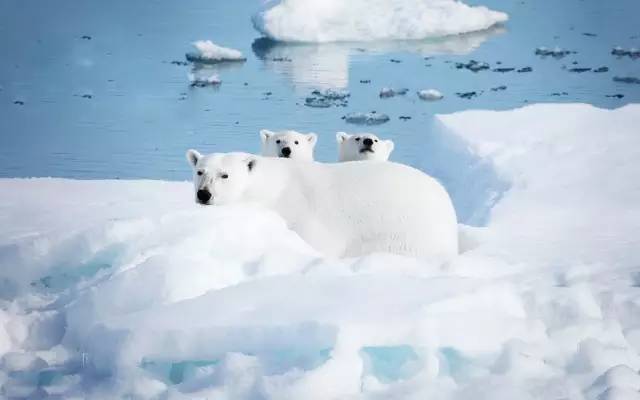 上海迪士尼乐园迷宫体验,上海迪士尼乐园奇幻谷