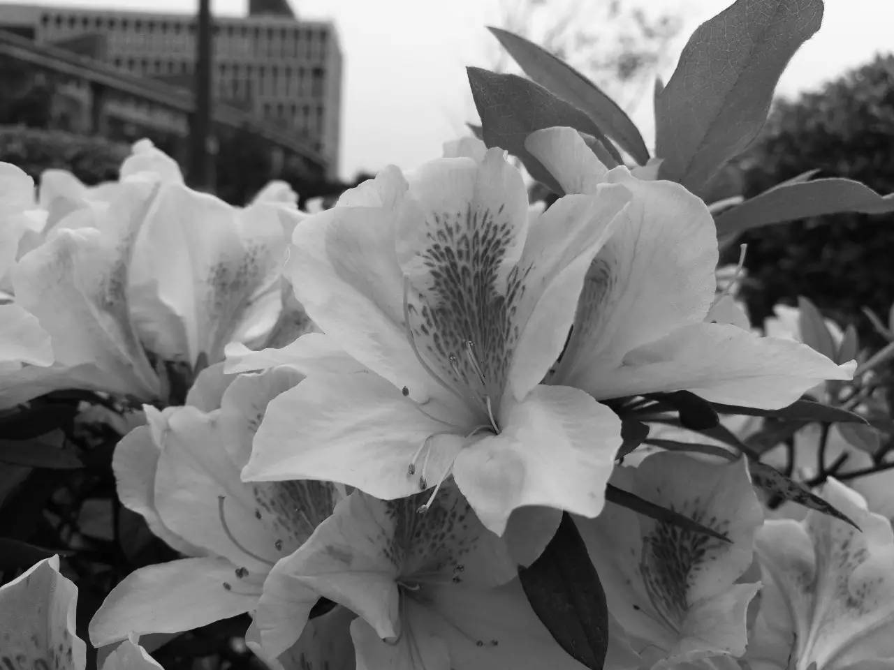 华为p9徕卡色彩最好的固件版本,华为p9是不是第一部徕卡双摄手机