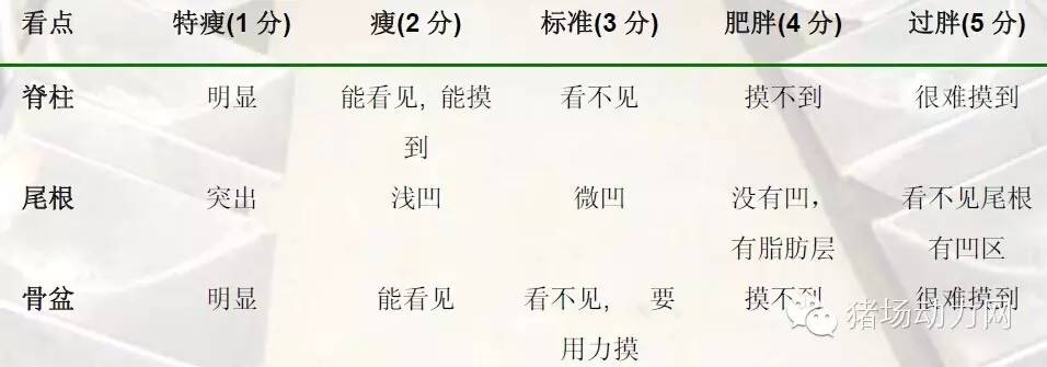 猪场分娩舍的管理要点,猪场分娩舍有哪些重点