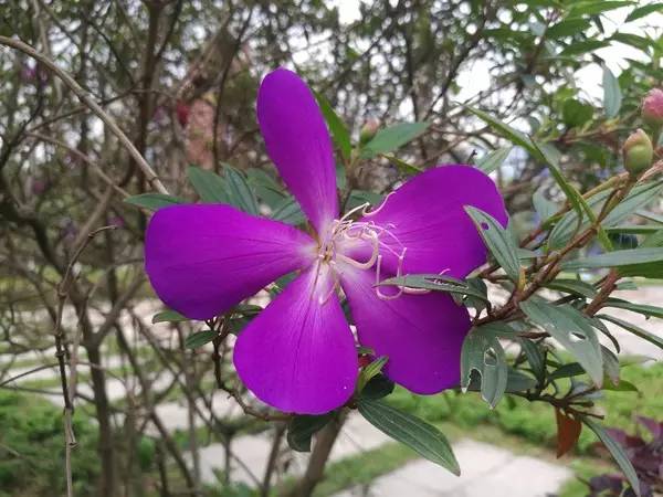 华为p9徕卡色彩最好的固件版本,华为p9是不是第一部徕卡双摄手机