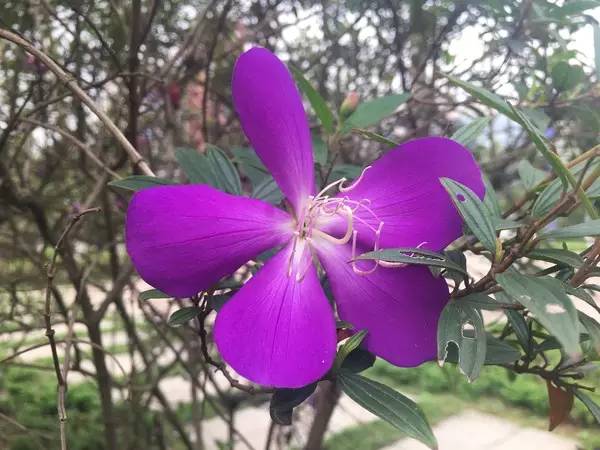 华为p9徕卡色彩最好的固件版本,华为p9是不是第一部徕卡双摄手机