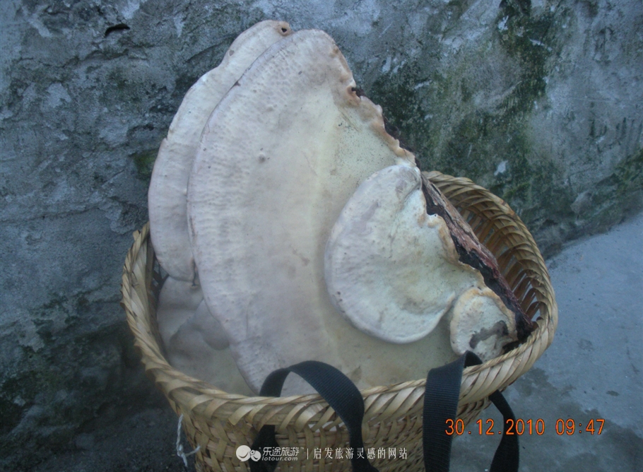 知子罗最后的坚守着