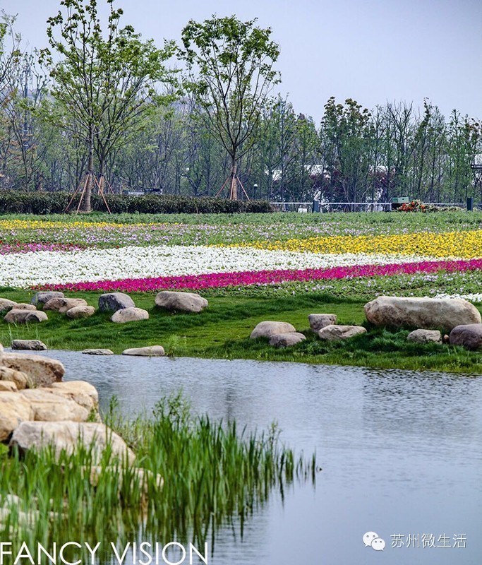 园博园花海在哪个位置,园博园花海现在还有么