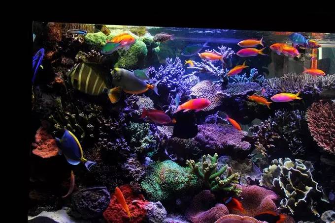 大型海缸欣赏,海缸有什么可玩的