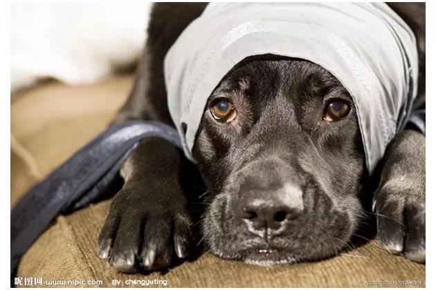 十七世纪的英国船员靠狗来测定经度？论伪科学，我只服翁贝托·埃科！