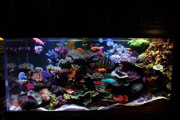 大型海缸欣赏,海缸有什么可玩的