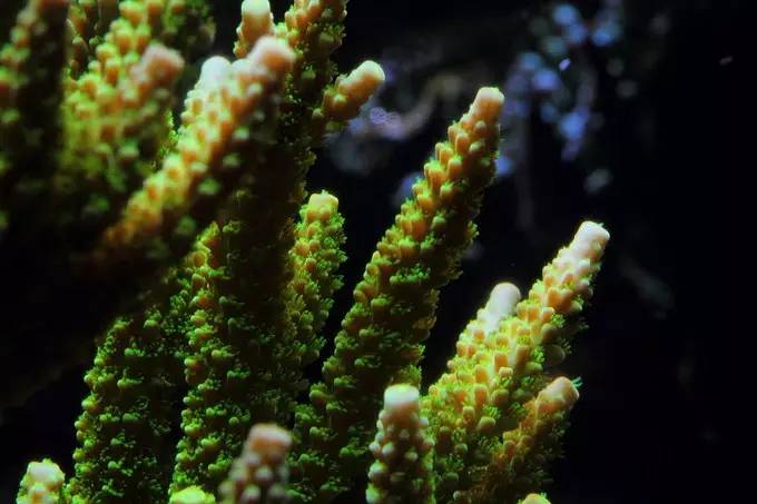 大型海缸欣赏,海缸有什么可玩的