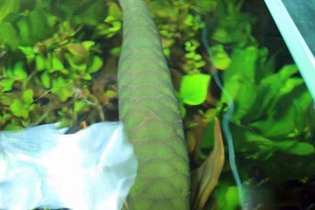 龙缸养草的正确方法,龙缸养水