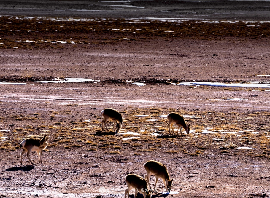 逃离无人区,逃离青海
